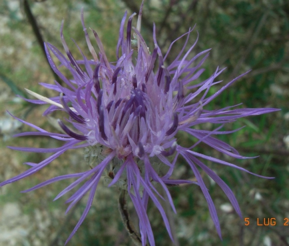 Centaurea deusta